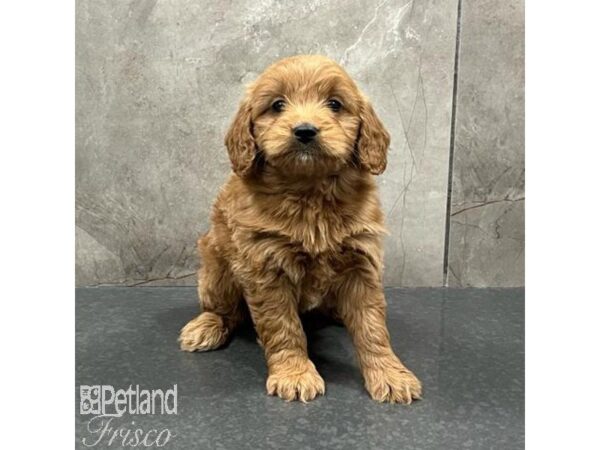 Goldendoodle Mini Dog Female Red 31673 Petland Frisco, Texas