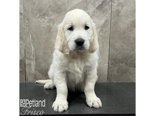 Golden Retriever Dog Male Light Golden 31674 Petland Frisco, Texas