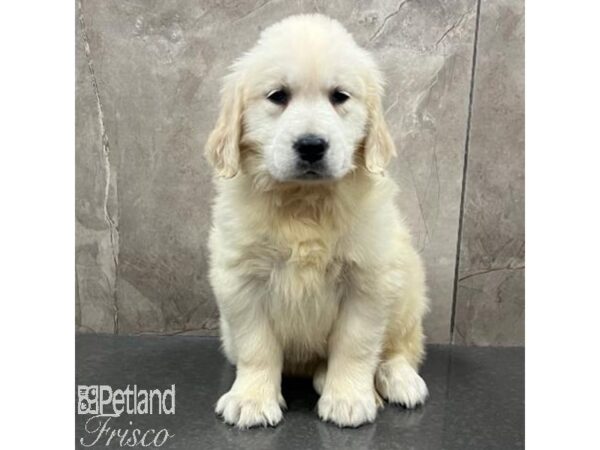 Golden Retriever Dog Female Golden 31675 Petland Frisco, Texas