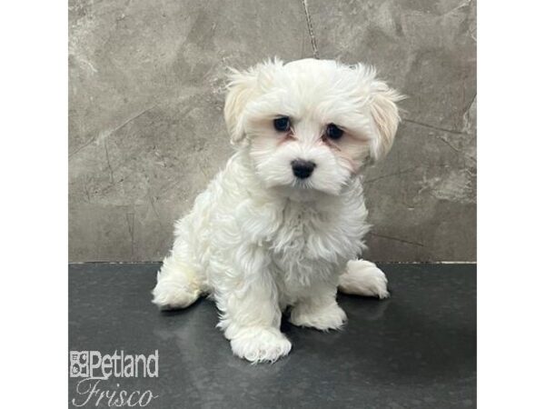 Maltese-Dog-Female-White-31681-Petland Frisco, Texas