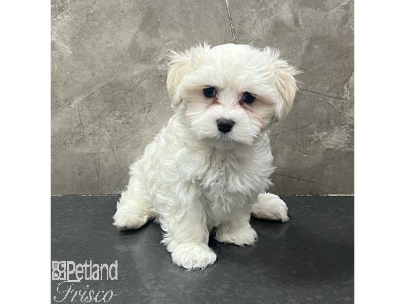 Maltese Dog Female White 31681