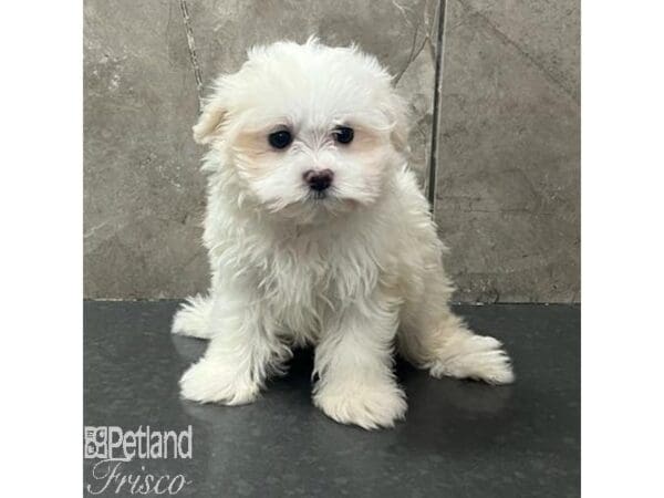 Maltese Dog Male White 31682 Petland Frisco, Texas