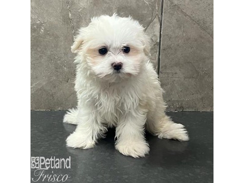 Maltese Dog Male White 31682