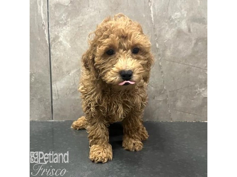 Miniature Poodle Dog Female Red 31683