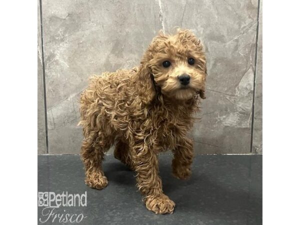 Miniature Poodle Dog Female Red 31684 Petland Frisco, Texas