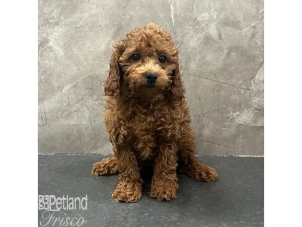 Miniature Poodle Dog Female Red 31685 Petland Frisco, Texas