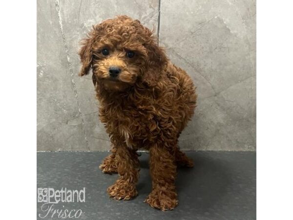 Miniature Poodle Dog Male Red 31686 Petland Frisco, Texas