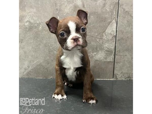 Boston Terrier-Dog-Male-Red / White-31687-Petland Frisco & Mckinney, Texas