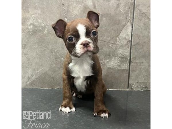 Boston Terrier Dog Male Red / White 31687 Petland Frisco, Texas