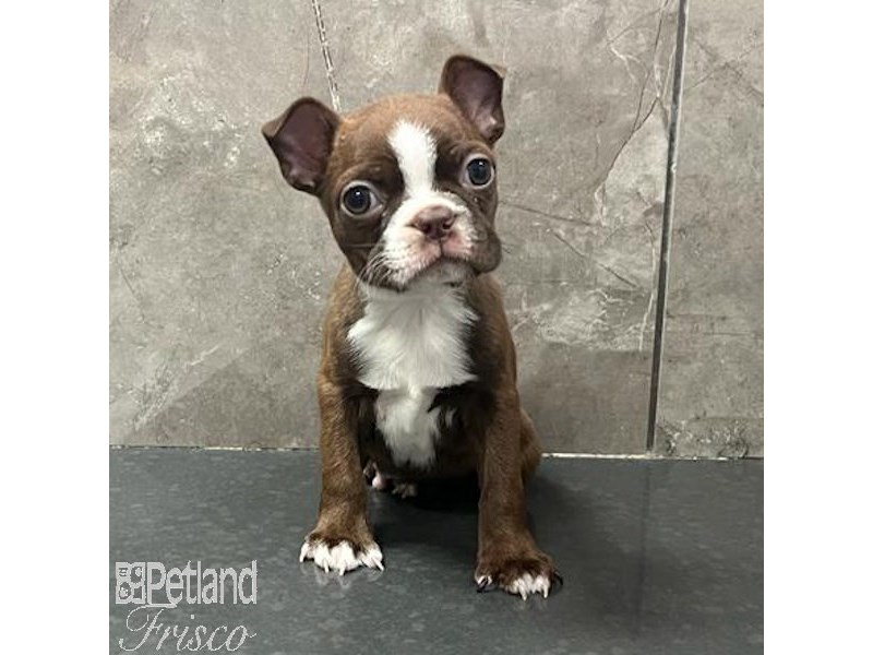 Boston Terrier Dog Male Red / White 31687