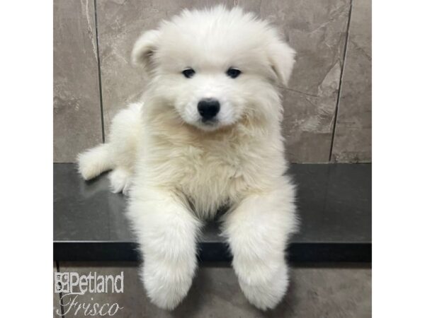 Samoyed-Dog-Male-White-31688-Petland Frisco & Mckinney, Texas