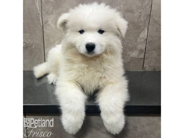 Samoyed Dog Male White 31688 Petland Frisco, Texas