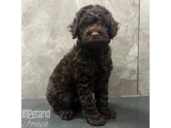 Cockapoo-Dog-Male-Chocolate-31689-Petland Frisco & Mckinney, Texas