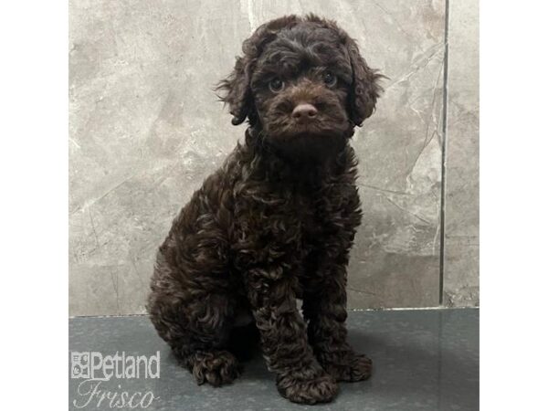 Cockapoo Dog Male Chocolate 31689 Petland Frisco, Texas