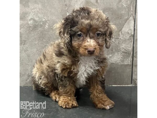 Cockapoo Dog Female Merle 31690 Petland Frisco, Texas