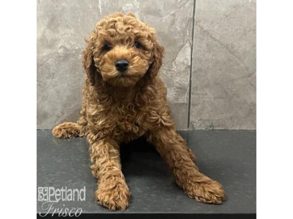 Goldendoodle Mini 2nd Gen-Dog-Male-Red-31691-Petland Frisco & Mckinney, Texas