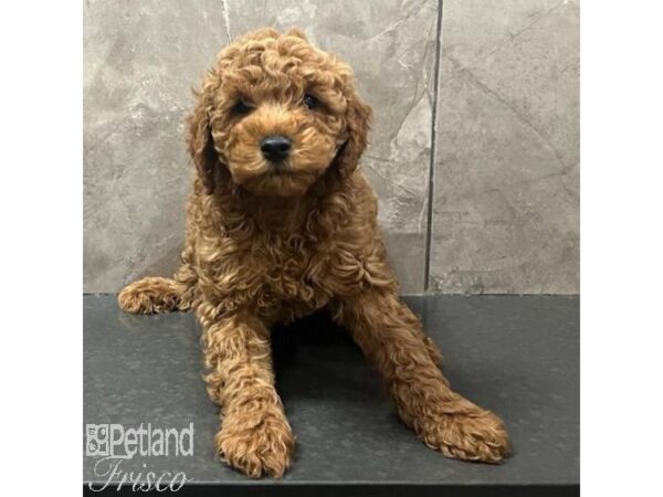 Goldendoodle Mini 2nd Gen Dog Male Red 31691 Petland Frisco, Texas