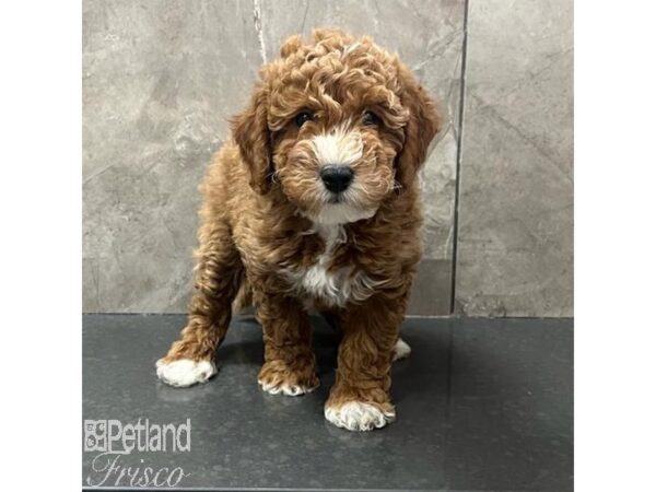 Goldendoodle Mini 2nd Gen Dog Male Red 31692 Petland Frisco, Texas