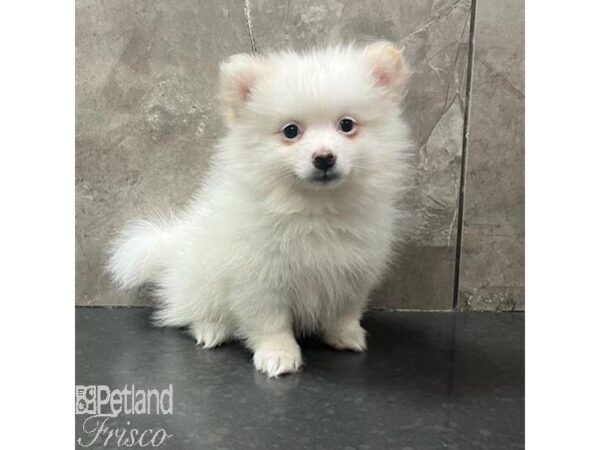 Pomeranian Dog Male Cream / White 31693 Petland Frisco, Texas