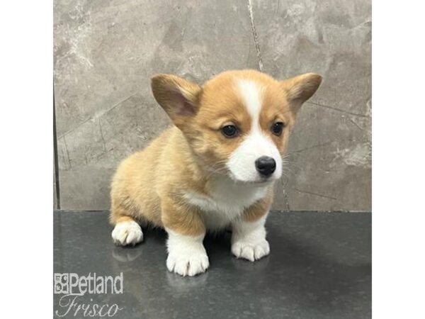 Pembroke Welsh Corgi Dog Male Red / White 31694 Petland Frisco, Texas