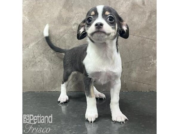 Chihuahua Dog Female Blue / Tan 31695 Petland Frisco, Texas