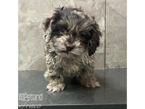 Cock A Poo-Dog-Male-Chocolate Merle-31696-Petland Frisco & Mckinney, Texas