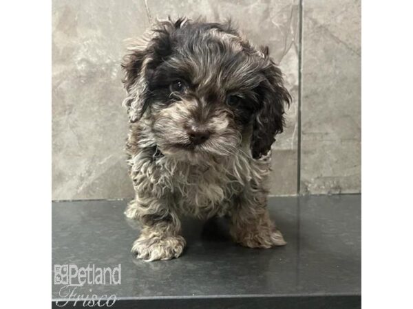 Cock A Poo Dog Male Chocolate Merle 31696 Petland Frisco, Texas