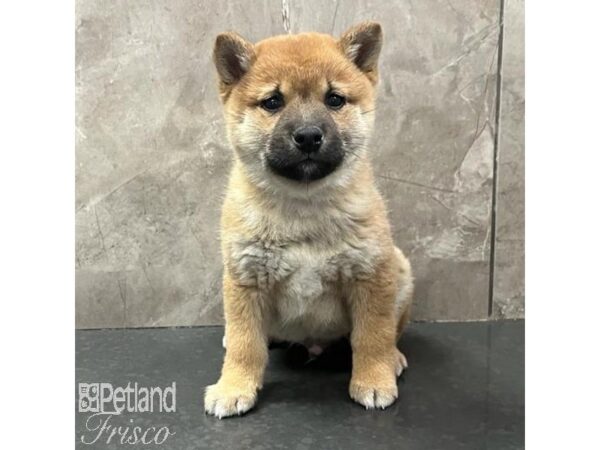 Shiba Inu Dog Male Red 31697 Petland Frisco, Texas