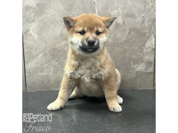 Shiba Inu-Dog-Female-Red-31698-Petland Frisco & Mckinney, Texas