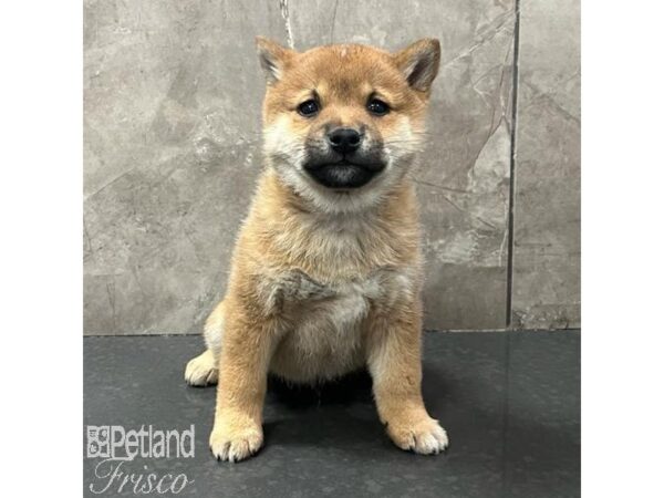 Shiba Inu Dog Male Red 31699 Petland Frisco, Texas