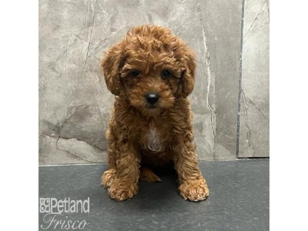 Cavapoo F1 Dog Female Red 31700 Petland Frisco, Texas