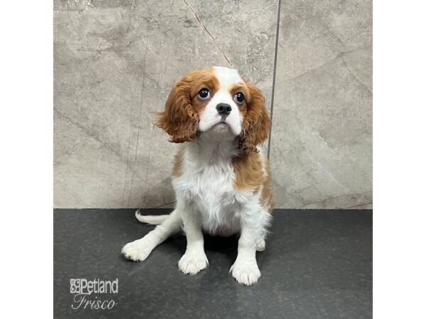 Cavalier King Charles Spaniel Dog Female Blenheim 31731 Petland Frisco, Texas