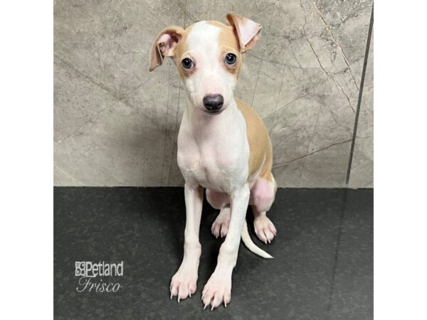 Italian Greyhound Dog Female Fawn 31711 Petland Frisco, Texas