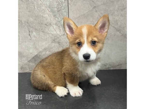 Pembroke Welsh Corgi Dog Male Red and White 31710 Petland Frisco, Texas