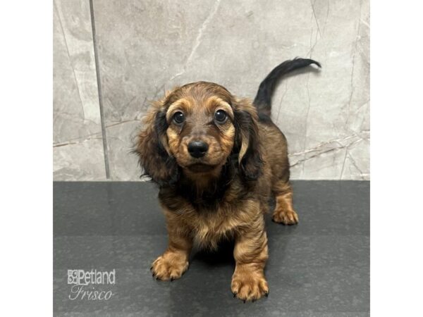 Miniature Dachshund Dog Male Wild Boar 31718 Petland Frisco, Texas