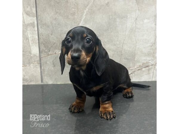 Miniature Dachshund-Dog-Female-Black / Tan-31729-Petland Frisco, Texas