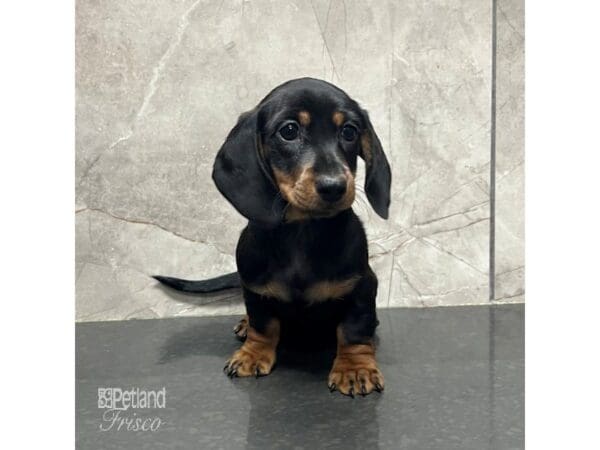 Miniature Dachshund-Dog-Female-Black / Tan-31728-Petland Frisco, Texas