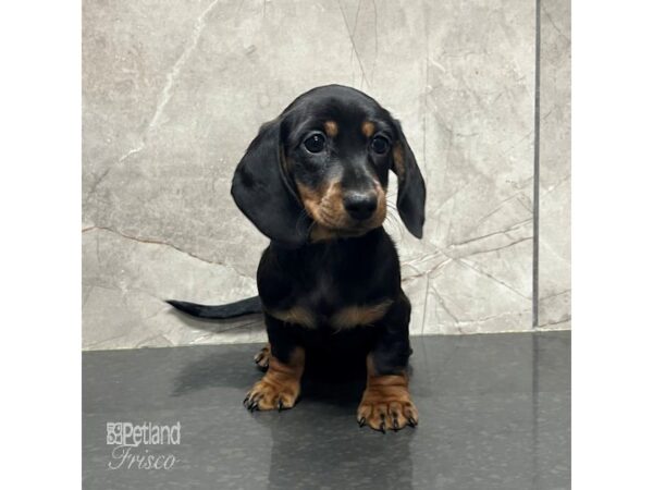 Miniature Dachshund-Dog-Female-Black / Tan-31728-Petland Frisco & Mckinney, Texas