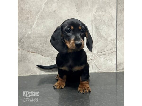 Miniature Dachshund Dog Female Black / Tan 31728 Petland Frisco, Texas