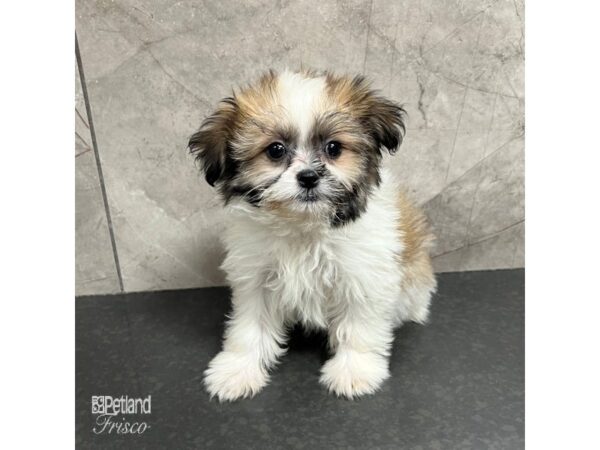 Teddy Bear-Dog-Female-Sable-31725-Petland Frisco & Mckinney, Texas