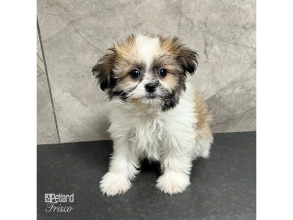 Teddy Bear-Dog-Female-Sable-31725-Petland Frisco, Texas