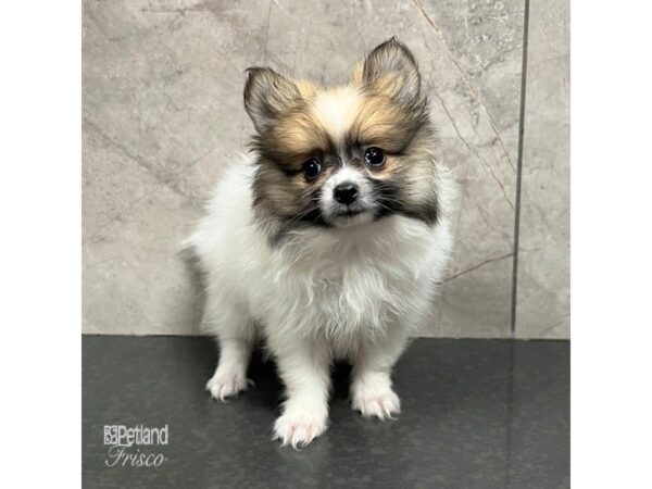 Pomeranian-Dog-Female-Sable / White-31726-Petland Frisco & Mckinney, Texas