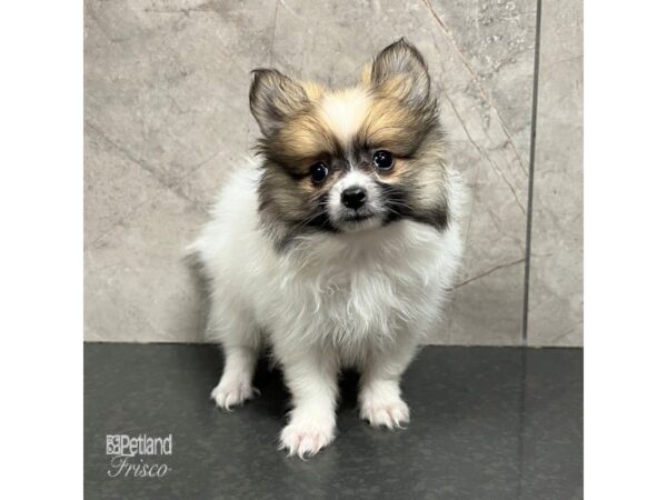 Pomeranian-Dog-Female-Sable / White-31726-Petland Frisco, Texas