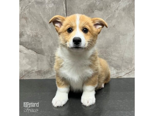 Pembroke Welsh Corgi Dog Male Red / White 31712 Petland Frisco, Texas