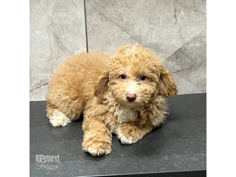 Poodle Dog Female Fawn and White 31709