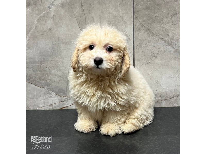 Poodle Dog Male Cream 31707