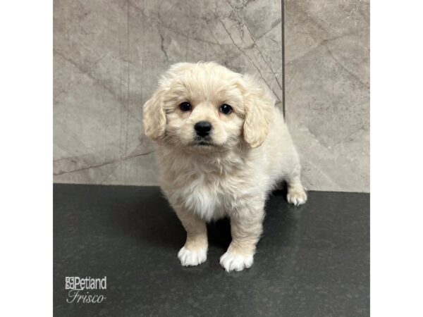 Pekapoo-Dog-Male-Cream-31724-Petland Frisco & Mckinney, Texas