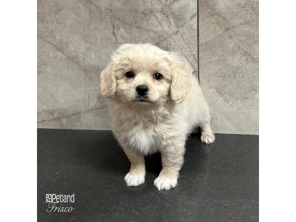 Pekapoo-Dog-Male-Cream-31724-Petland Frisco, Texas