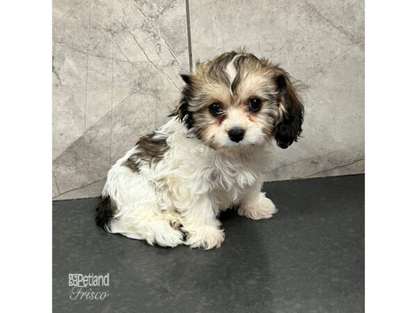 Cavachon-Dog-Female-Sable / White-31719-Petland Frisco & Mckinney, Texas
