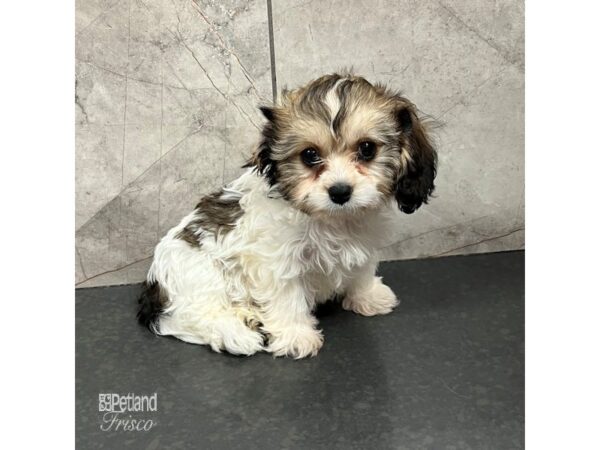 Cavachon Dog Female Sable / White 31719 Petland Frisco, Texas